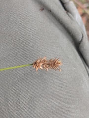 Carex pachystachya