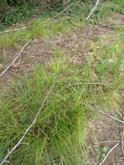 Carex pachystachya