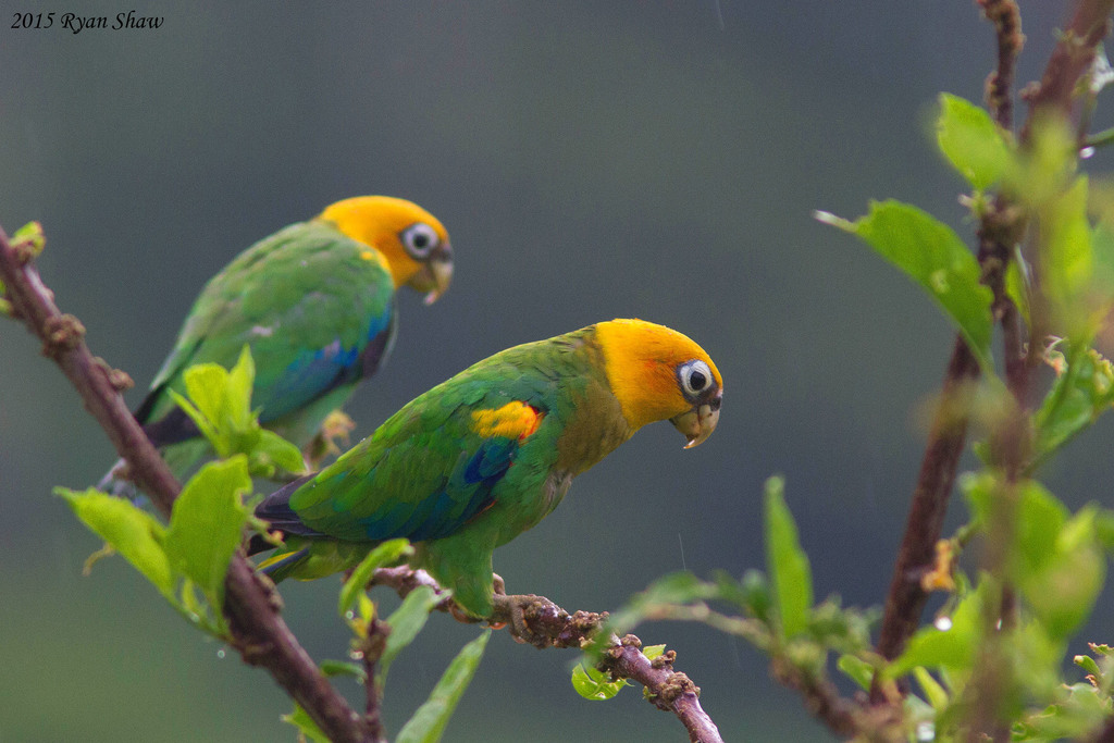 Saffron-headed Parrot (Pyrilia pyrilia) photo