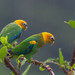 Saffron-headed Parrot - Photo (c) Ryan Shaw, some rights reserved (CC BY-NC)