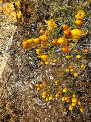 Image of Waitzia acuminata by (c) pimelea, some rights reserved (CC BY)
