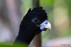 Blue-Billed Curassow photo 2