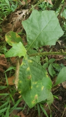 Solanum jamaicense
