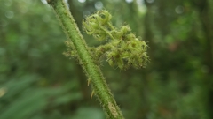Solanum jamaicense