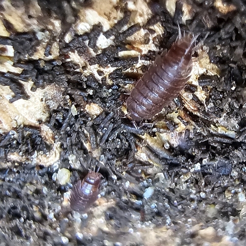 Riparian Woodlouse photo 4