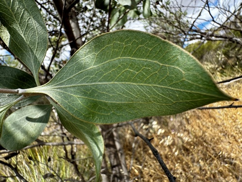 Image of Hakea petiolaris by (c) pimelea, some rights reserved (CC BY)