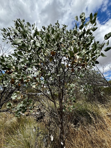 Image of Hakea petiolaris by (c) pimelea, some rights reserved (CC BY)