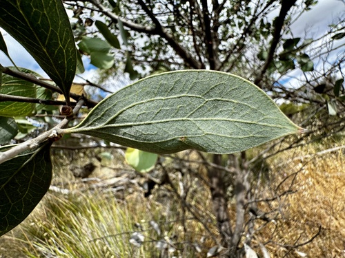 Image of Hakea petiolaris by (c) pimelea, some rights reserved (CC BY)