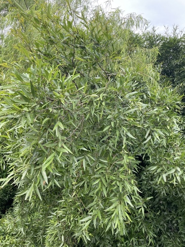 Ruprechtia salicifolia