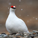 Rock Ptarmigan - Photo (c) Ryan Shaw, some rights reserved (CC BY-NC)
