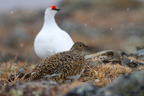 Rock Ptarmigan