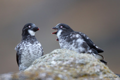 Least Auklet photo 2