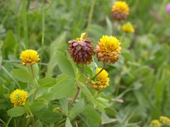 Trifolium badium