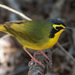 Kentucky Warbler - Photo (c) Ryan Shaw, some rights reserved (CC BY-NC)