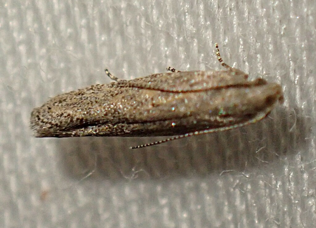Keiferia glochinella