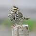 Savannah Sparrow - Photo (c) Mike Leveille, some rights reserved (CC BY-NC), uploaded by Mike Leveille
