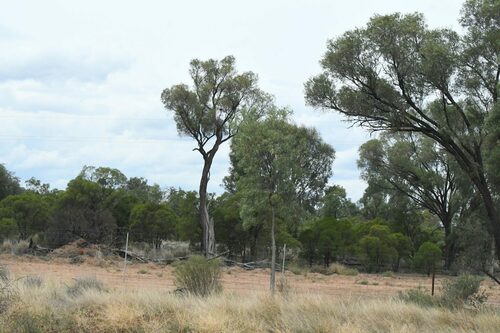Image of Acacia cambagei by (c) Em Lamond, some rights reserved (CC BY)