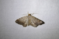 Macaria transitaria