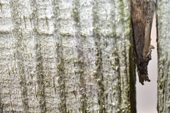 Hypena scabra