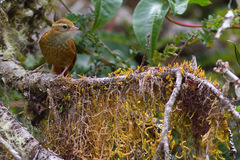 Ruddy Treerunner photo 2