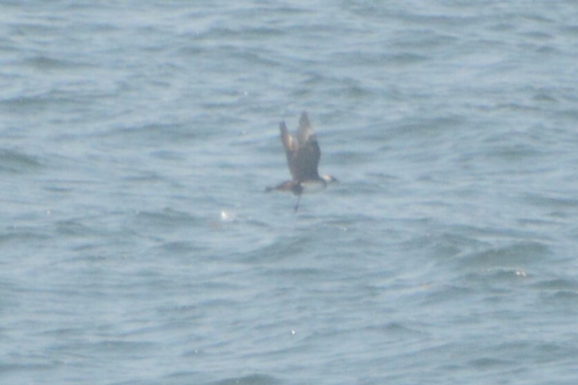 Pomarine Jaeger