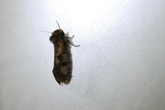 Acrolophus popeanella