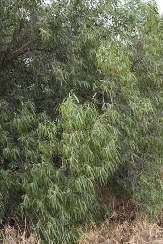 Image of Geijera parviflora by (c) Em Lamond, some rights reserved (CC BY)