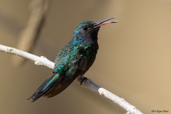 Sapphire-Throated Hummingbird photo 2