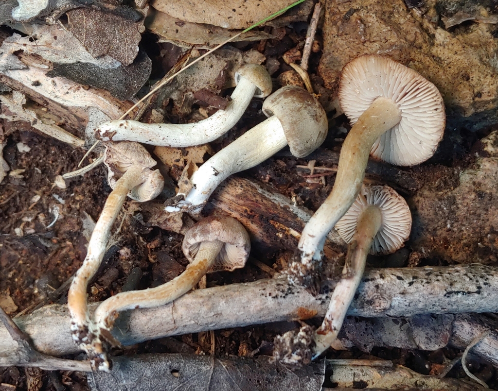 Calocybella sp. 'PR01'