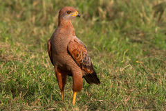Savanna Hawk photo 4