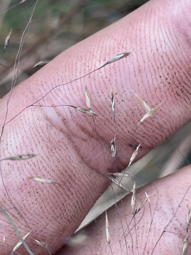 Muhlenbergia capillaris, photograph 6