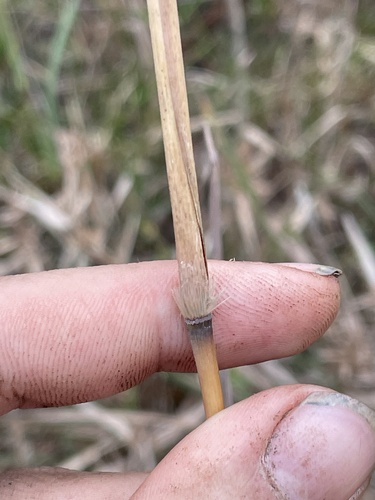 Erianthus alopecuroides, photograph 5