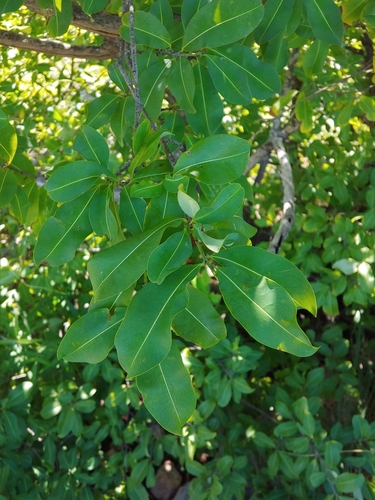 Erythroxylum areolatum, photograph 2