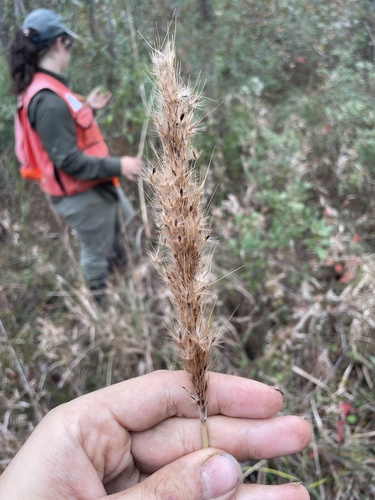 Erianthus alopecuroides, photograph 6