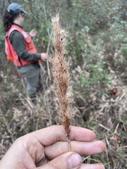 Erianthus alopecuroides, photograph Brandon Wheeler, CC0, iNaturalist via GBIF