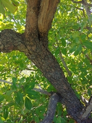 Erythroxylum areolatum, photograph (c) Kurt Miller, some rights reserved (CC BY-SA)