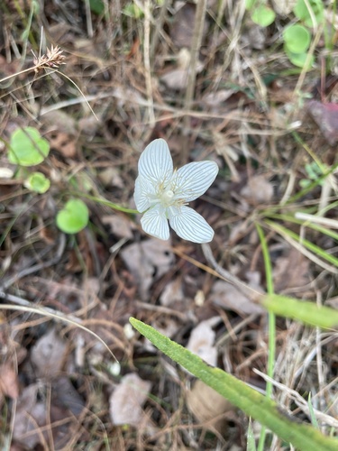 Image of Parnassia caroliniana by no rights reserved