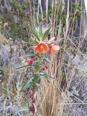 Oenothera versicolor