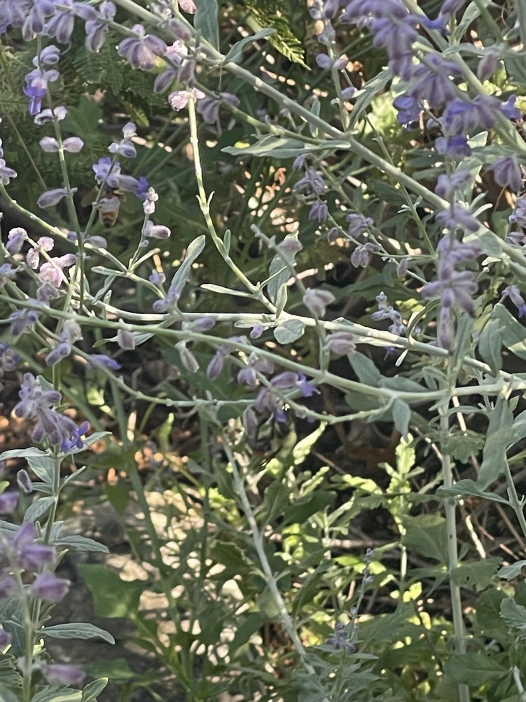 Bees from colorado college colorado springs co us on september 3
