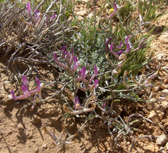 Astragalus sanctus