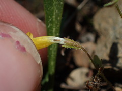 Erythranthe pulsiferae