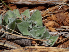 Calystegia malacophylla