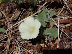 Calystegia malacophylla