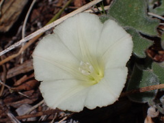 Calystegia malacophylla