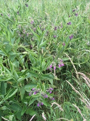 Symphytum × uplandicum