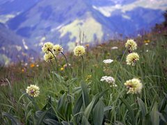 Allium victorialis