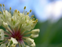 Allium victorialis