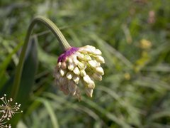 Allium victorialis
