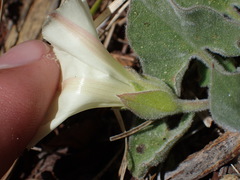 Calystegia malacophylla