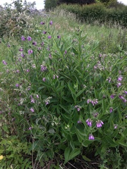 Symphytum officinale